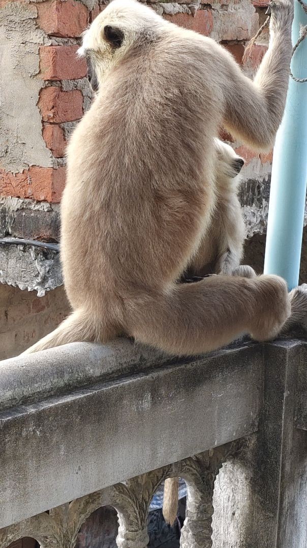 How cute monkey and quarer