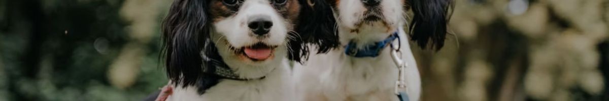 Alpha K-9 Dog Training 